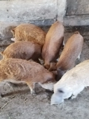 Vand purcei mangalita 