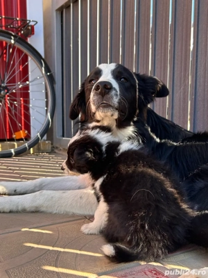 Cățeluși Border Collie rasă pură  - imagine 4