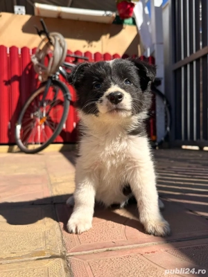 Cățeluși Border Collie rasă pură  - imagine 2