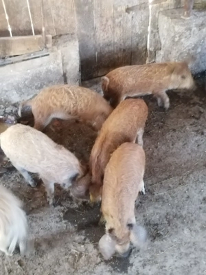 Vand purcei mangalita  - imagine 3