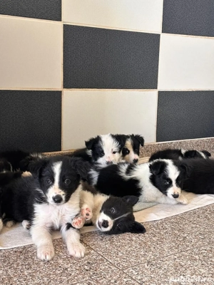 Cățeluși Border Collie rasă pură  - imagine 3