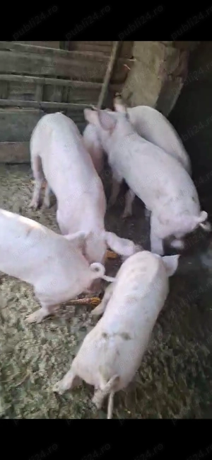 Vând porci, Caracal Olt - imagine 2 Vând porci, Caracal Olt - imagine 2