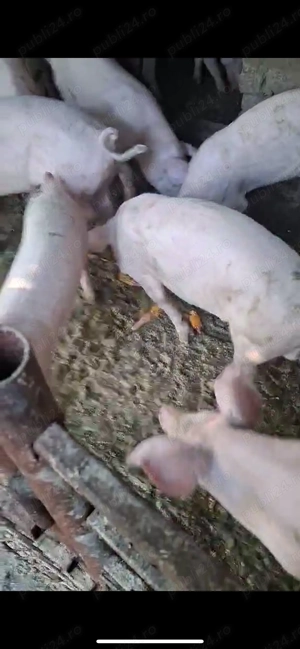 Vând porci, Caracal Olt - imagine 3 Vând porci, Caracal Olt - imagine 3