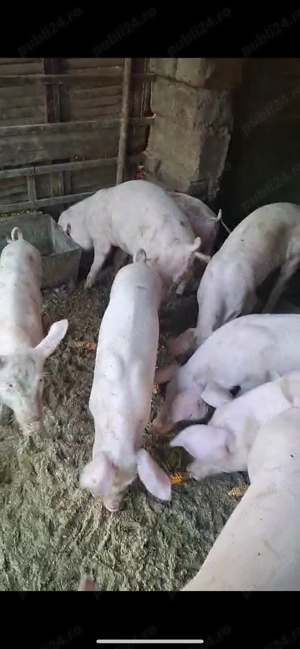 Vând porci, Caracal Olt - imagine 5 Vând porci, Caracal Olt - imagine 5