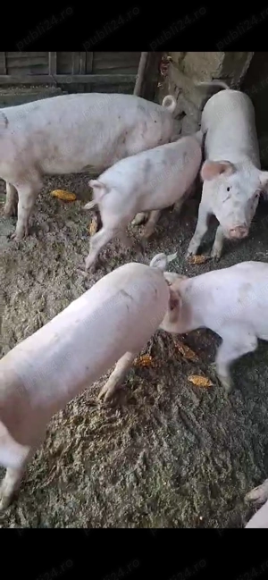 Vând porci, Caracal Olt - imagine 4 Vând porci, Caracal Olt - imagine 4