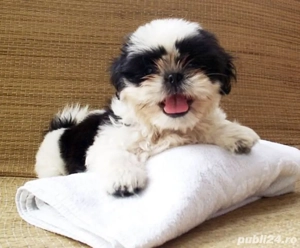 shitzuu rasa pura bot turtit