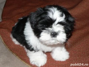 catelus shitzu bot turtit