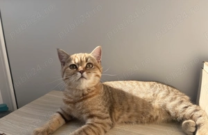 Puiut British Shorthair Brown Tabby - imagine 2