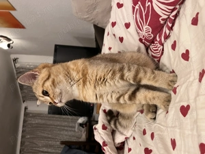 Puiut British Shorthair Brown Tabby - imagine 3