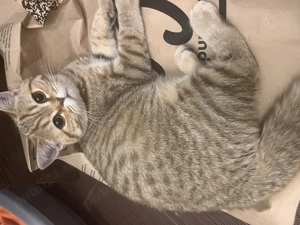 Puiut British Shorthair Brown Tabby - imagine 4