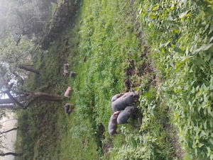 Vând purcei rasa pietrean belgian  - imagine 2