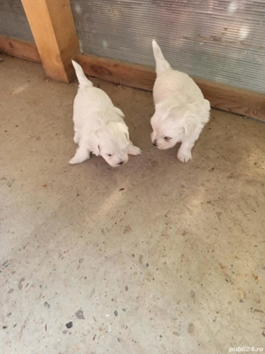 Vand caini de rasa Bichon sunt pereche 