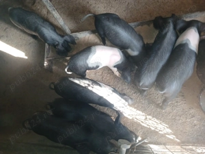 Purcei de vânzare 8 saptamani