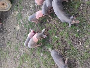 Vând purcei rasa pietrean belgian 