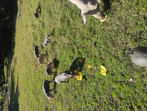 Vând purcei rasa pietrean belgian  - imagine 3