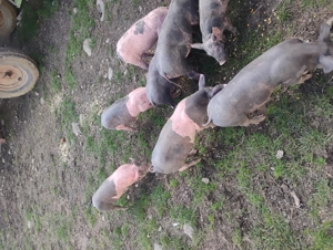 Vând purcei rasa pietrean belgian  - imagine 4