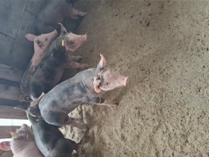 Vând purcei petran  durok 