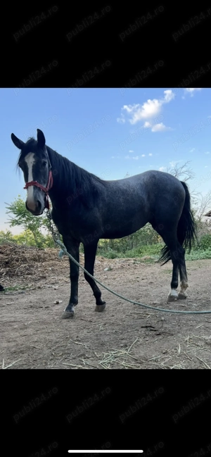 Vand iapă tanara de rasa Lipizzan gestanta