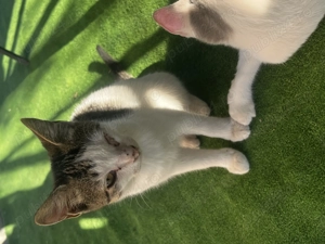 2 pui de pisicuța cauta urgent o familie iubitoare 