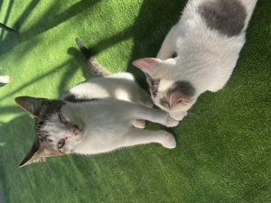 2 pui de pisicuța cauta urgent o familie iubitoare  - imagine 3