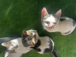 2 pui de pisicuța cauta urgent o familie iubitoare  - imagine 4