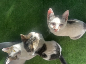 2 pui de pisicuța cauta urgent o familie iubitoare  - imagine 2