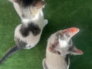 2 pui de pisicuța cauta urgent o familie iubitoare  - imagine 5