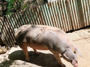 Porci de vânzare  - imagine 4