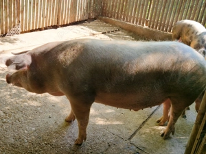 Porci de vânzare 