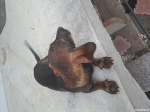 vând cățelușa Teckel