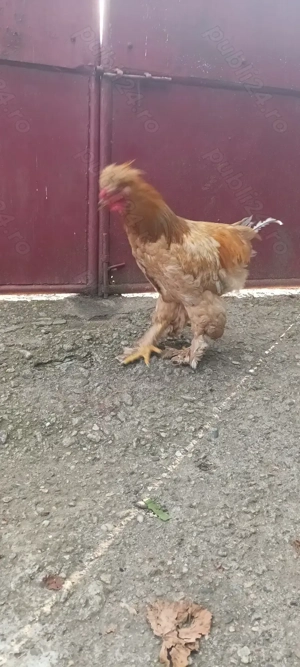 Vând Cocoş Cochinchina - imagine 2