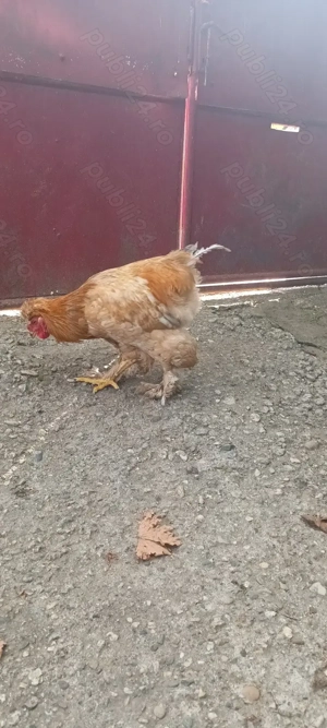 Vând Cocoş Cochinchina - imagine 3