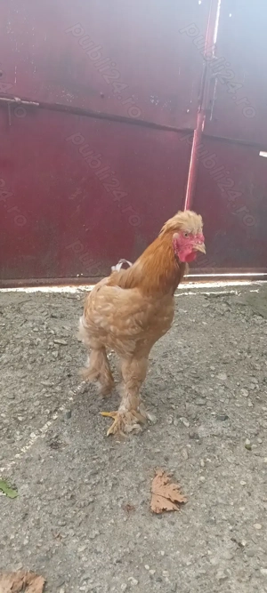 Vând Cocoş Cochinchina