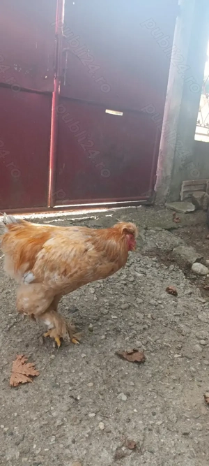 Vând Cocoş Cochinchina - imagine 4