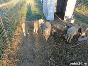 miei de vânzare  - imagine 2