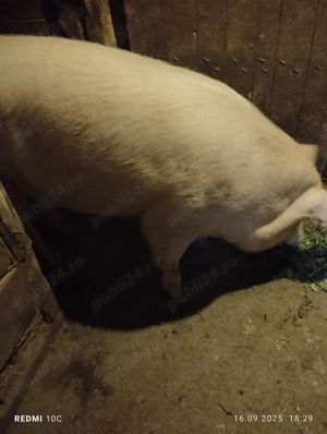 Porc de vînzare 