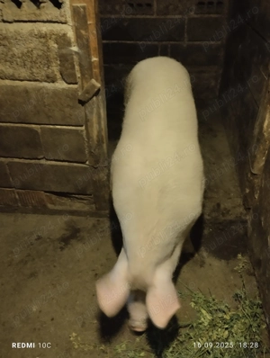 Porc de vînzare  - imagine 2 Porc de vînzare  - imagine 2