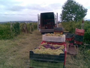 Țuică  de calitate