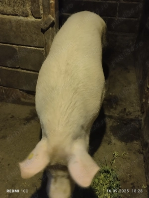 Porc de vînzare  - imagine 3 Porc de vînzare  - imagine 3