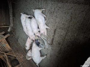 Purcei de vânzare  - imagine 2