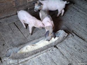 Purcei de vânzare  - imagine 3