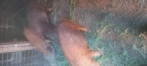 Vand purcei porci mangalita   - imagine 2