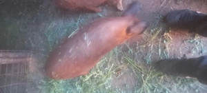 Vand purcei porci mangalita   - imagine 4