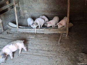 Purcei de vânzare  - imagine 5