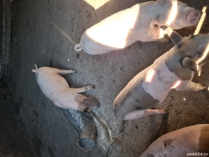 Purcei de vânzare  - imagine 4