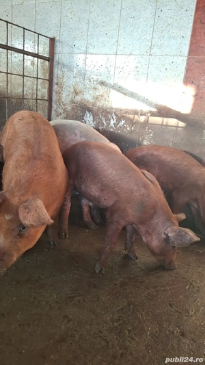 De vânzare purcei de crescut pentru masa de craciun  35-50 kg - imagine 5 De vânzare purcei de crescut pentru masa de craciun  35-50 kg - imagine 5