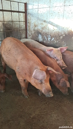 De vânzare purcei de crescut pentru masa de craciun  35-50 kg - imagine 3 De vânzare purcei de crescut pentru masa de craciun  35-50 kg - imagine 3