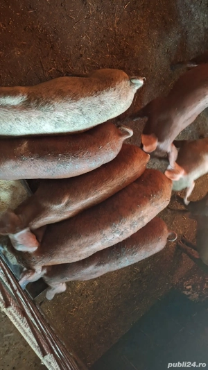 De vânzare purcei de crescut pentru masa de craciun  35-50 kg - imagine 4 De vânzare purcei de crescut pentru masa de craciun  35-50 kg - imagine 4