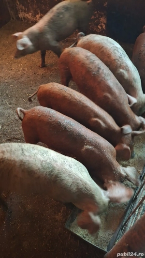 De vânzare purcei de crescut pentru masa de craciun  35-50 kg - imagine 2 De vânzare purcei de crescut pentru masa de craciun  35-50 kg - imagine 2