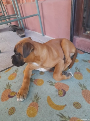 boxer german gold auriu 3 luni  - imagine 2 boxer german gold auriu 3 luni  - imagine 2